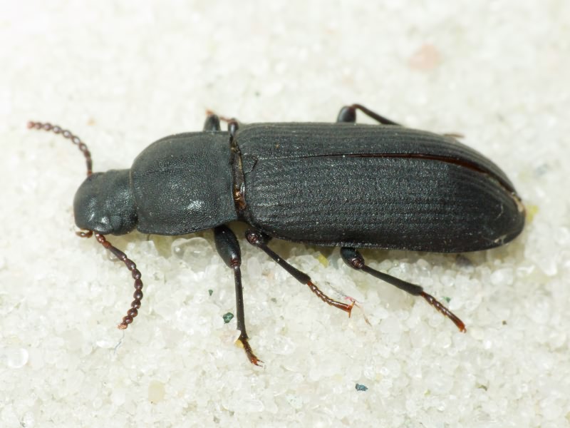 Tenebrio obscurus Fabricius, 1792